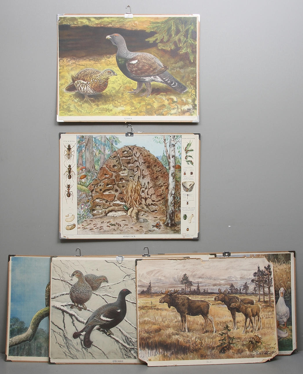 SKOLPLANSCH, 7 st, bl.a. "Uggla", "myrstack", "vildsvin".