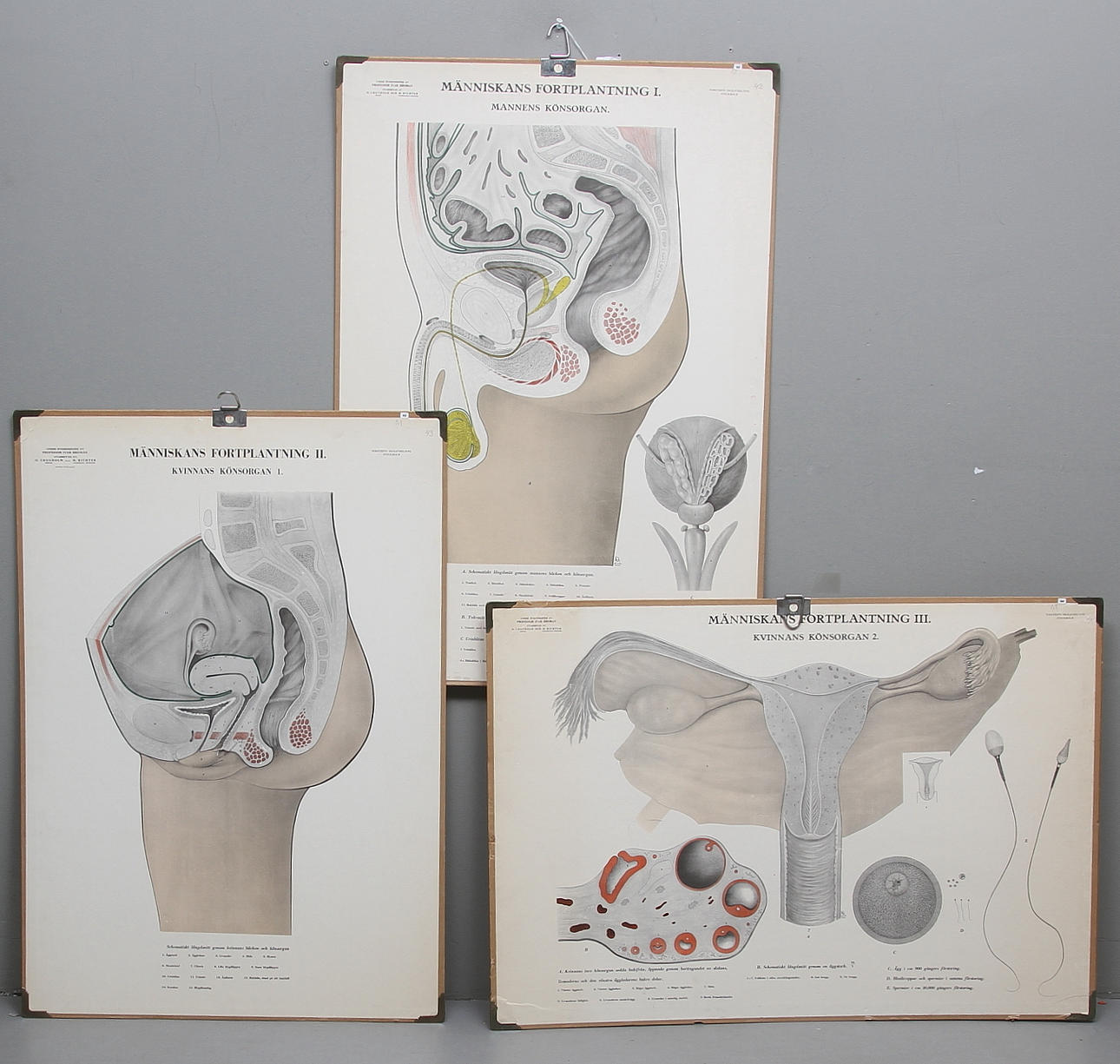 SKOLPLANSCH, 3 st, "mannens könsorgan" samt "kvinnans könsorgan 1 o 2".