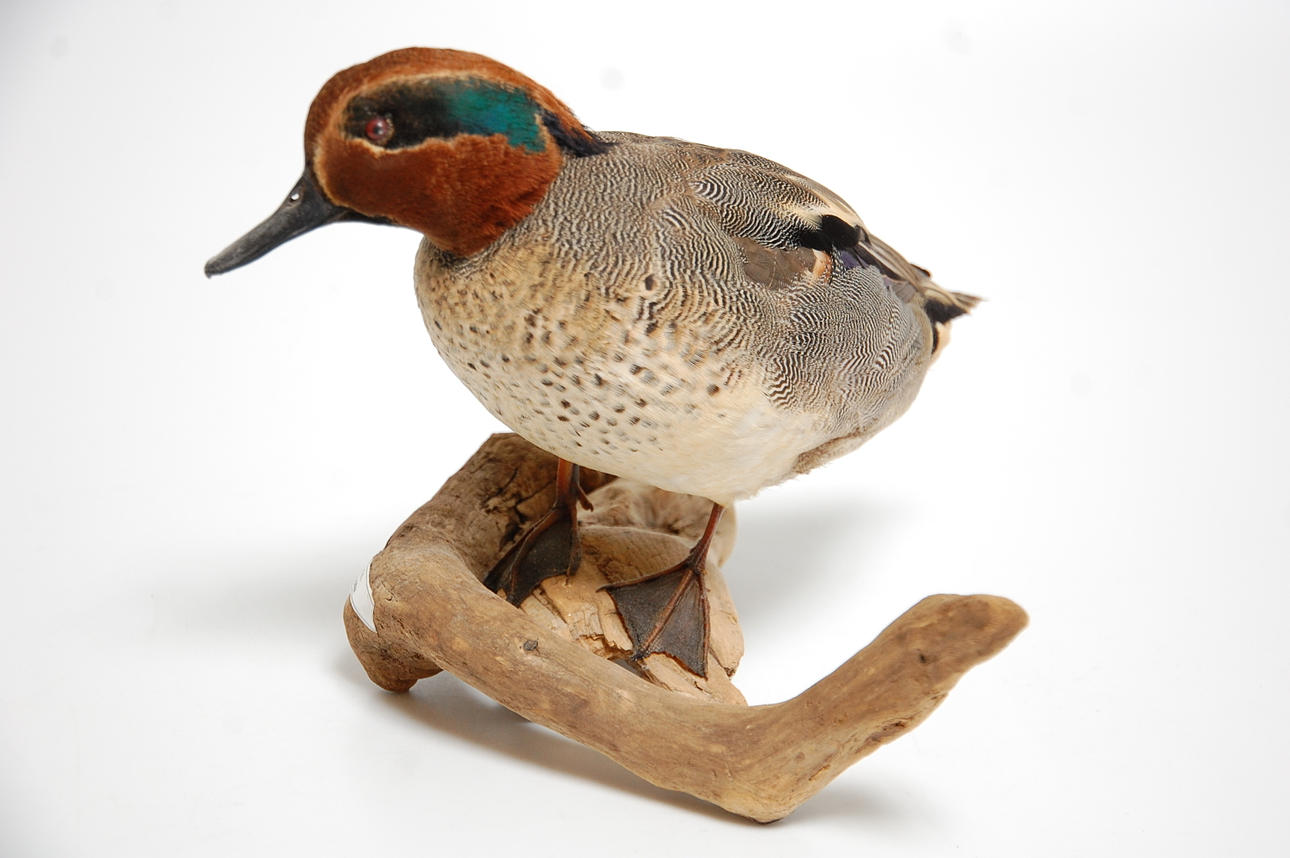 KRICKA, hane uppstoppad.