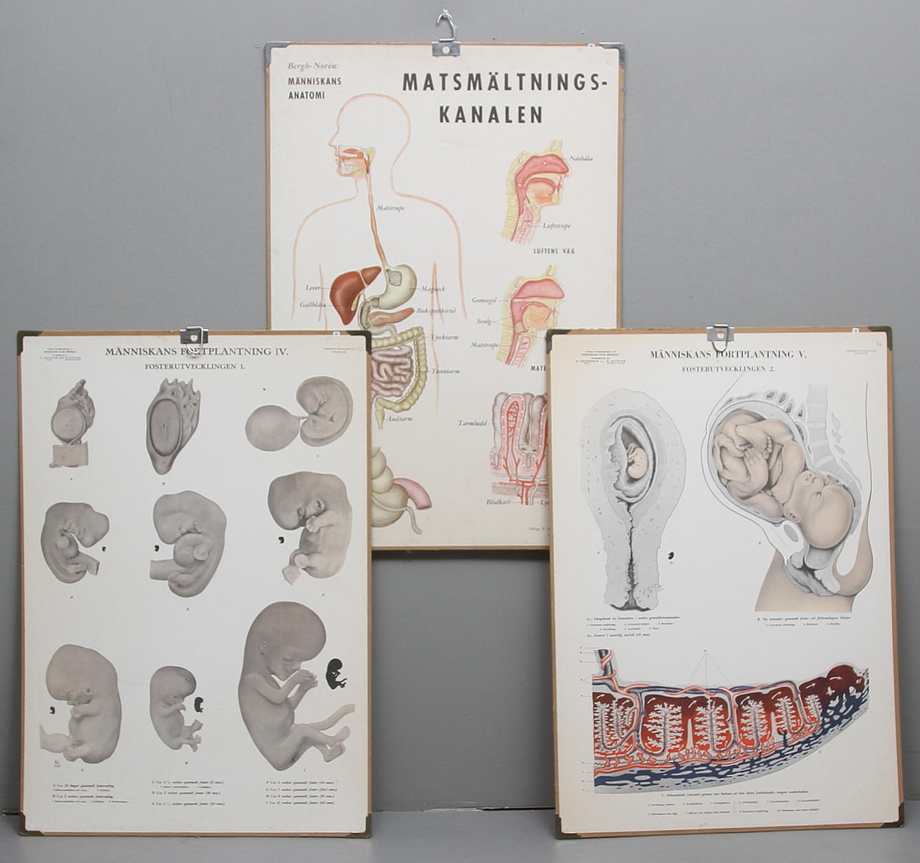 SKOLPLANSCH, 3 st, "matsmältningskanalen" samt "människans fortplantning 1 o 2".