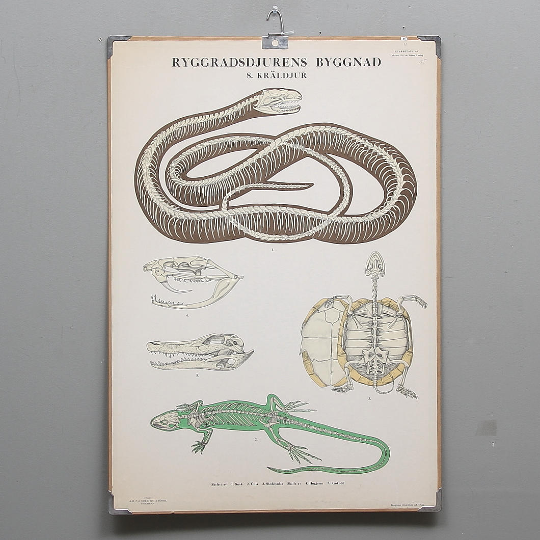 SKOLPLANSCH, "Ryggradsdjurens byggnad", kräldjur.