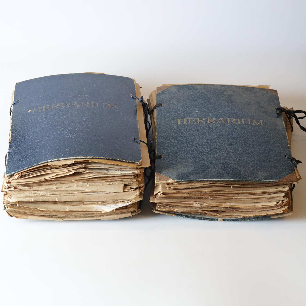A set of two 1940s herbarium.