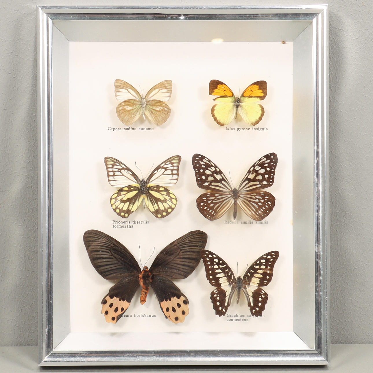 Fjärilssamling, 1900-tal.