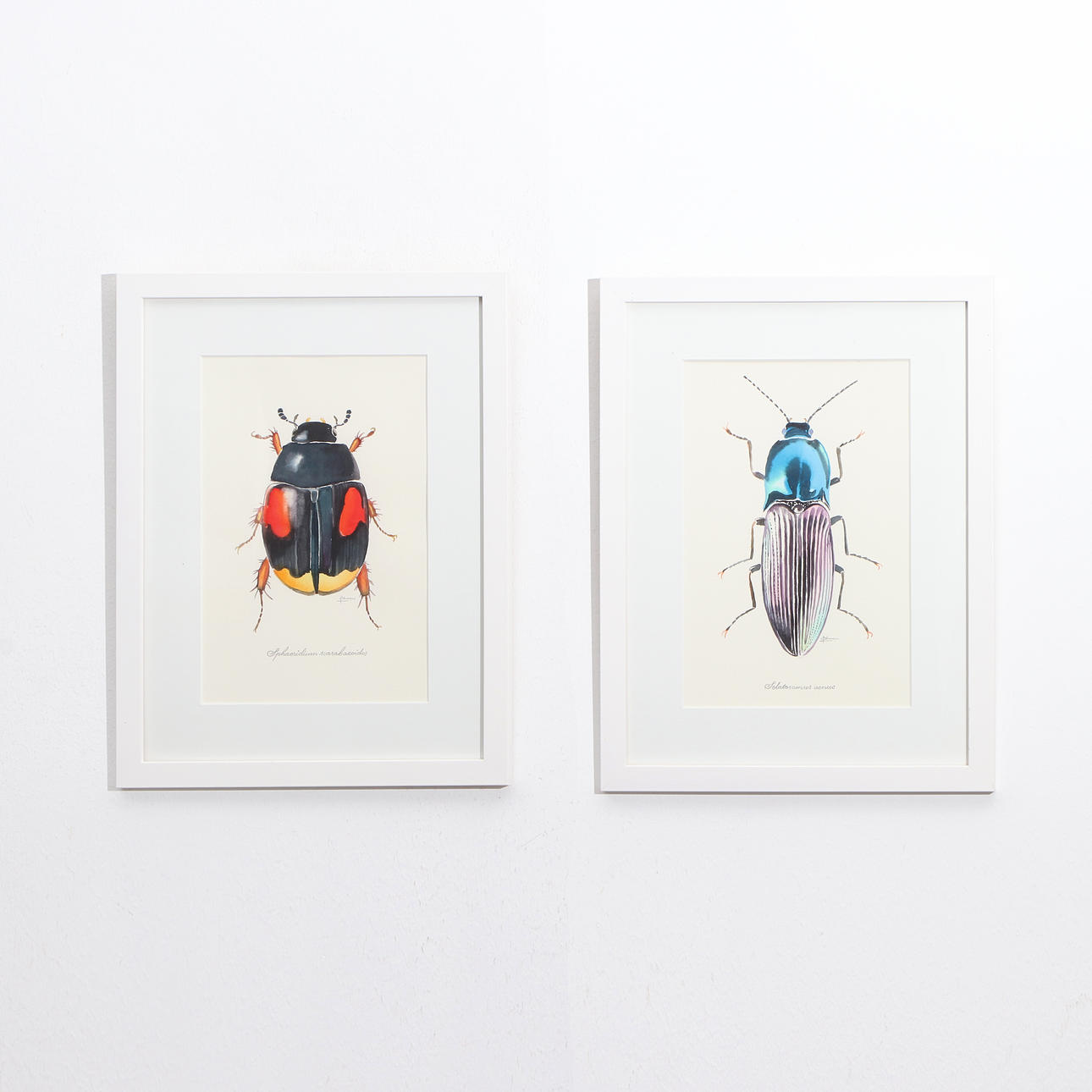 LISELOTTE ÖHMAN. Watercolors, two pcs. Insects. Signed.