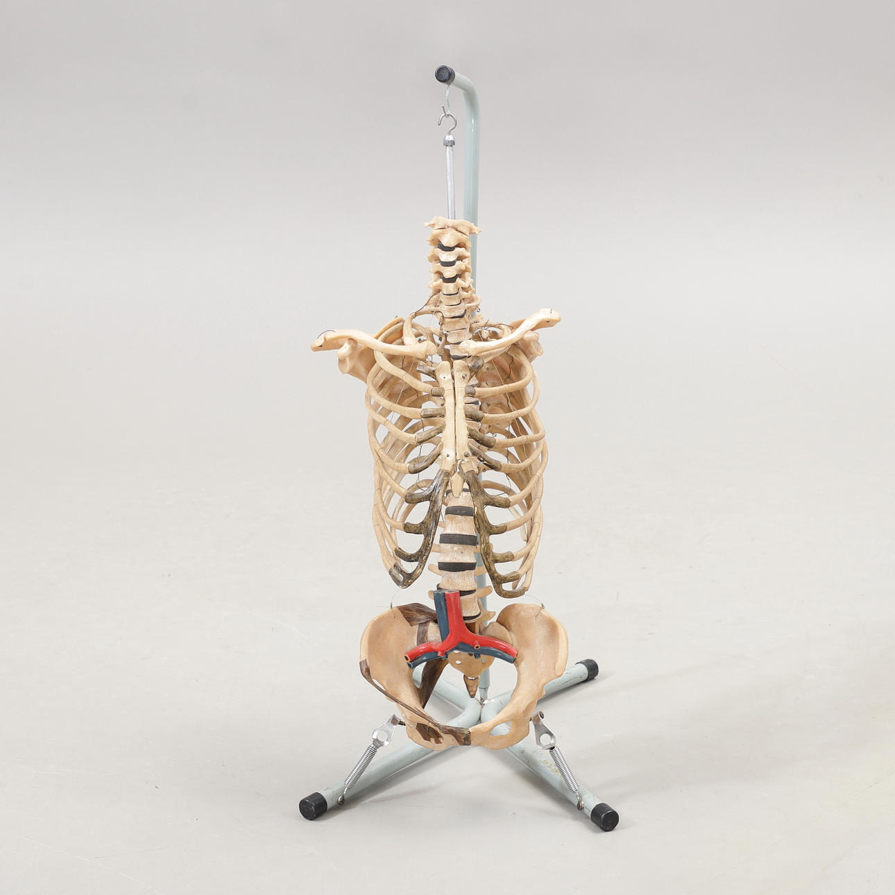 MEDICINSKT UNDERVISNINGSMATERIAL, Torso, 1900-talets andra hälft ...