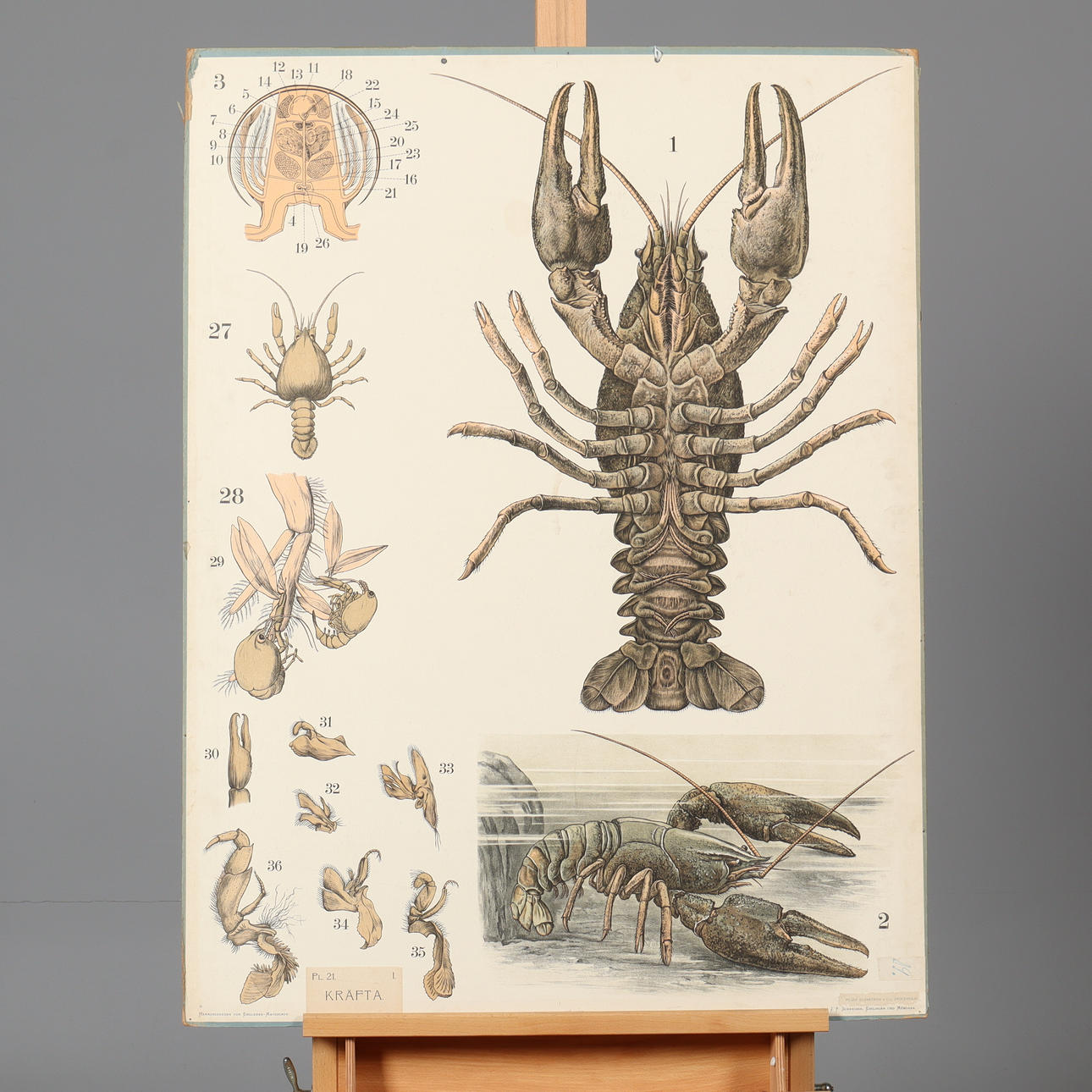 SCHOOL PLAN, crayfish.