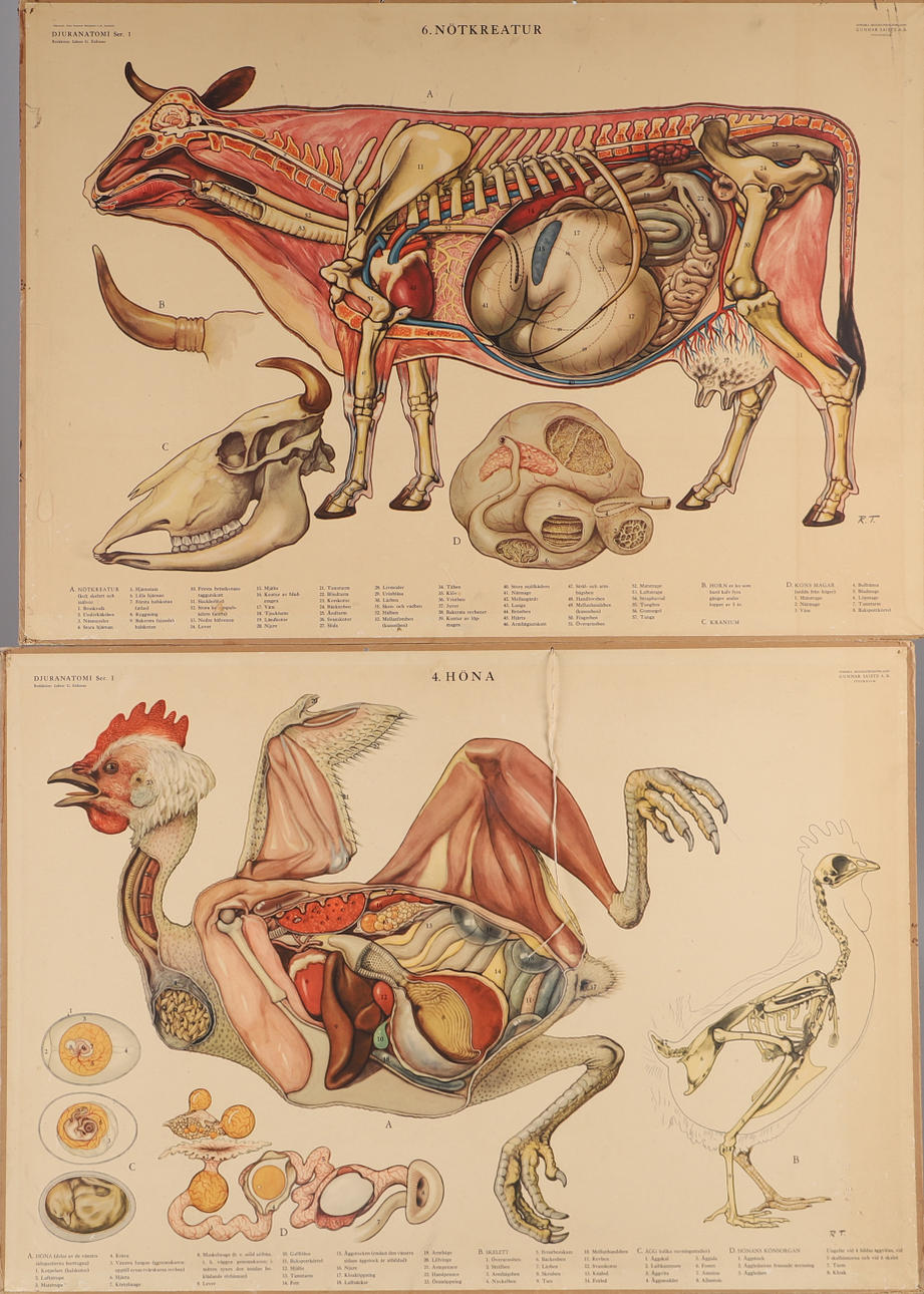 PLANSCHER, 2 stycken, nötkreatur & höna.