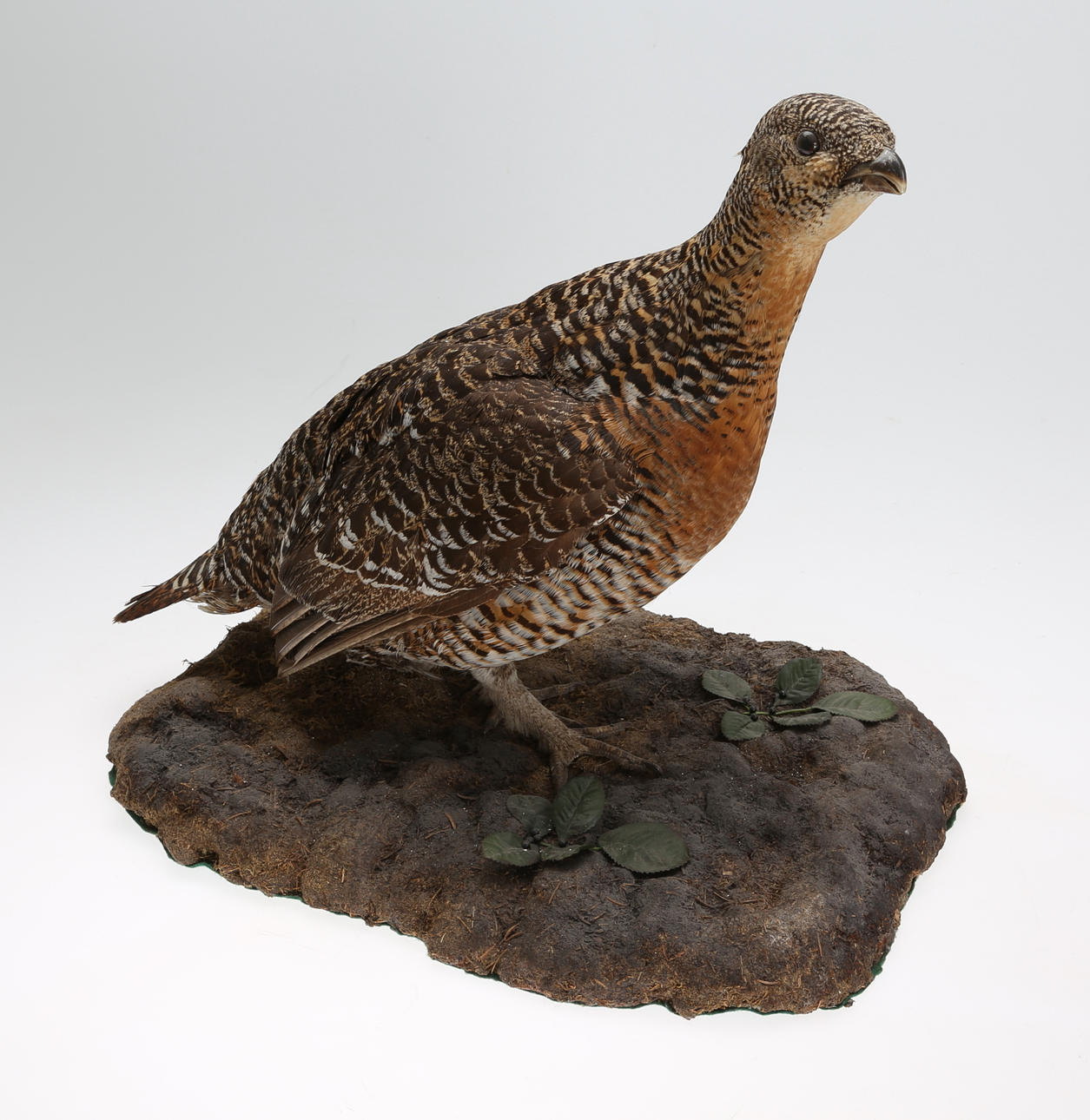 TJÄDERHÖNA, uppstoppad, 1990-tal.