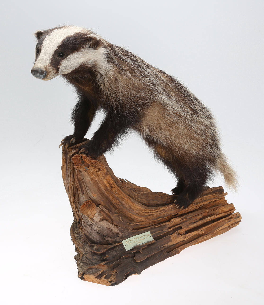 GRÄVLINGSUNGE, uppstoppad, "Meles meles", hona, 1995.