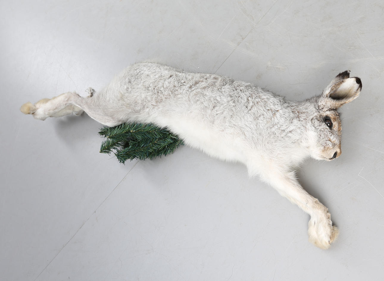 HARE, uppstoppad, sent 1990-tal.