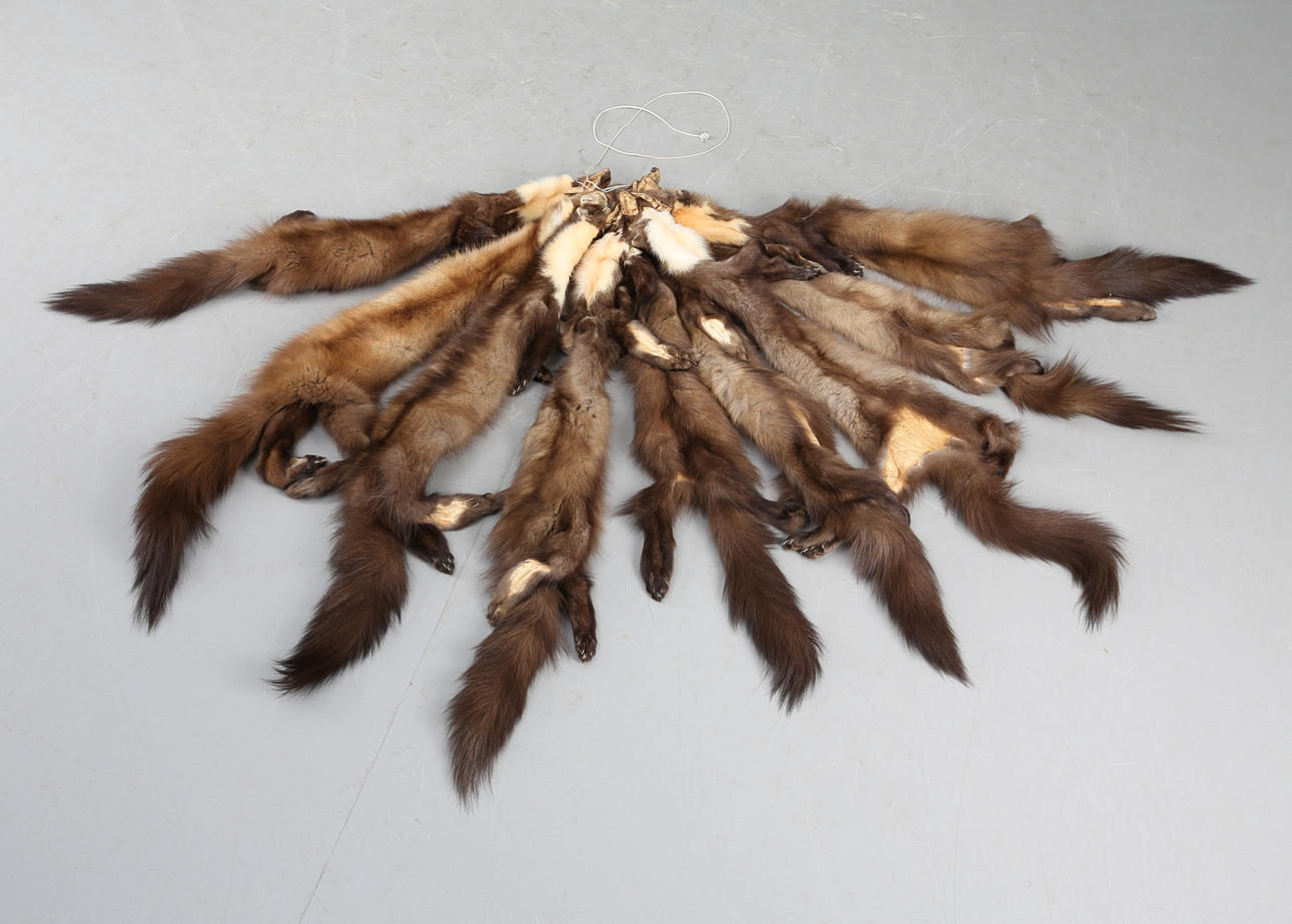 MÅRDSKINN, 9 st, 19/2000-tal.