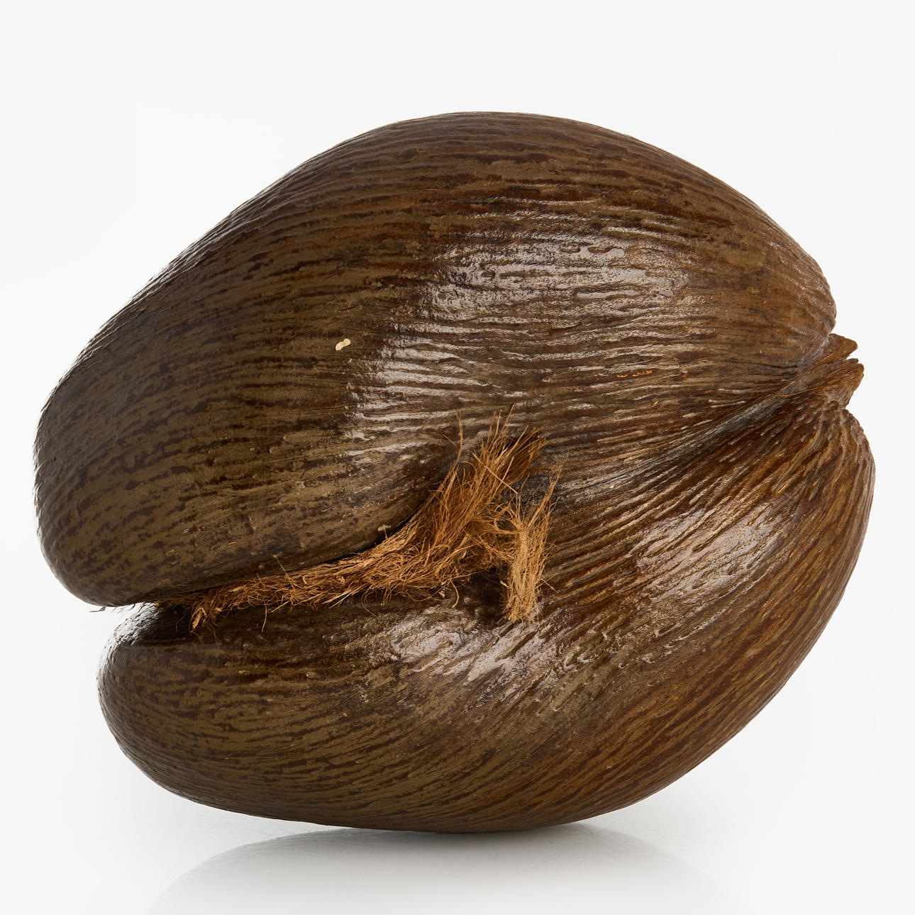 DUBBEL KOKOSNÖT/COCO DE MER.