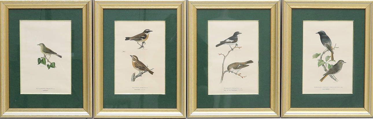 VON WRIGHT. OLETETTU TEKIJÄ. litografiska vedoksia, 4 kpl, ”Swedish Birds”.