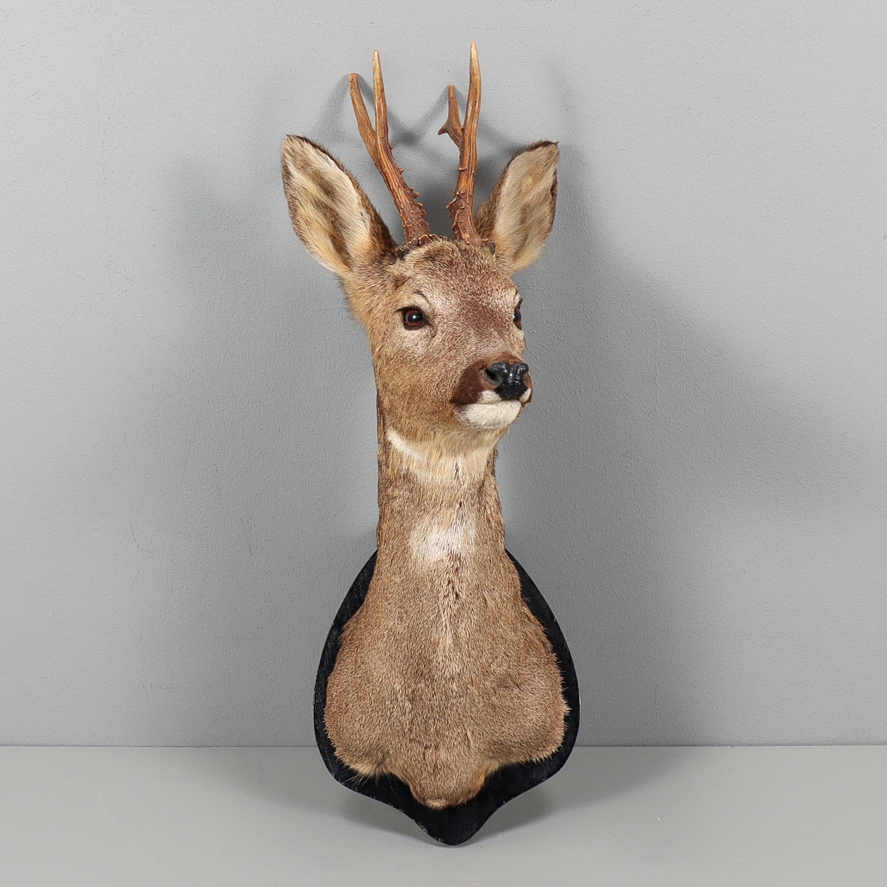 TROFEO DE CAZA Cabeza de ciervo.