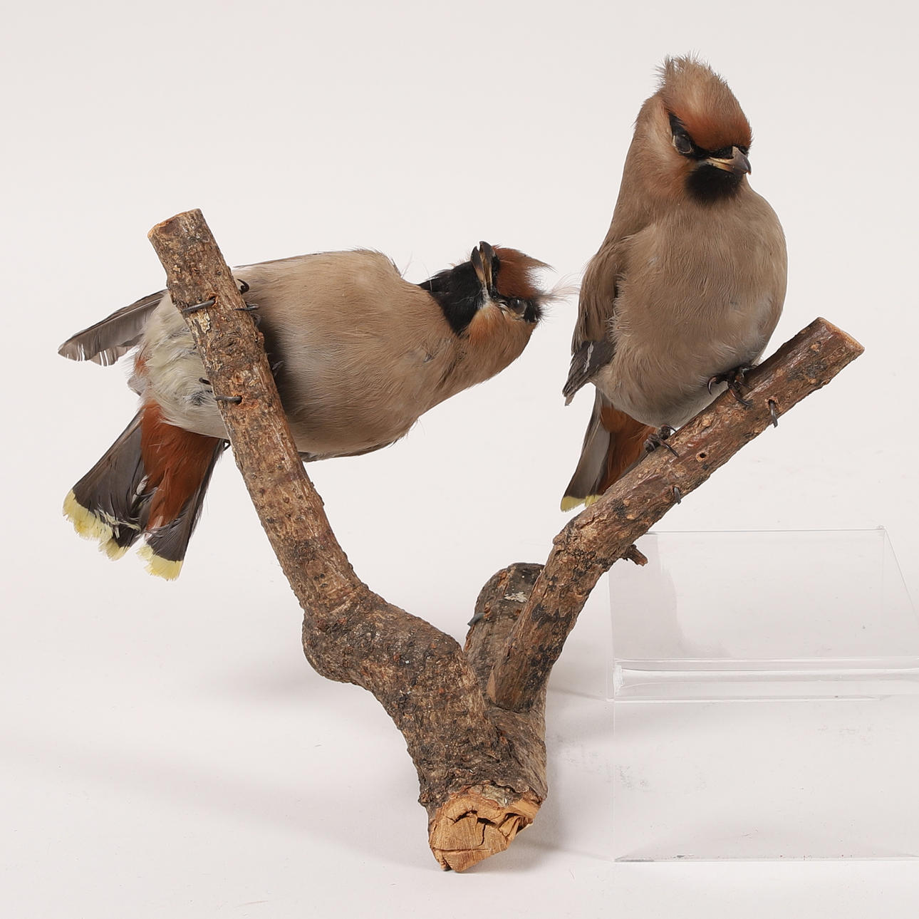 UDSTOPPEDE FUGLE, 2 stk, Silkehaler.