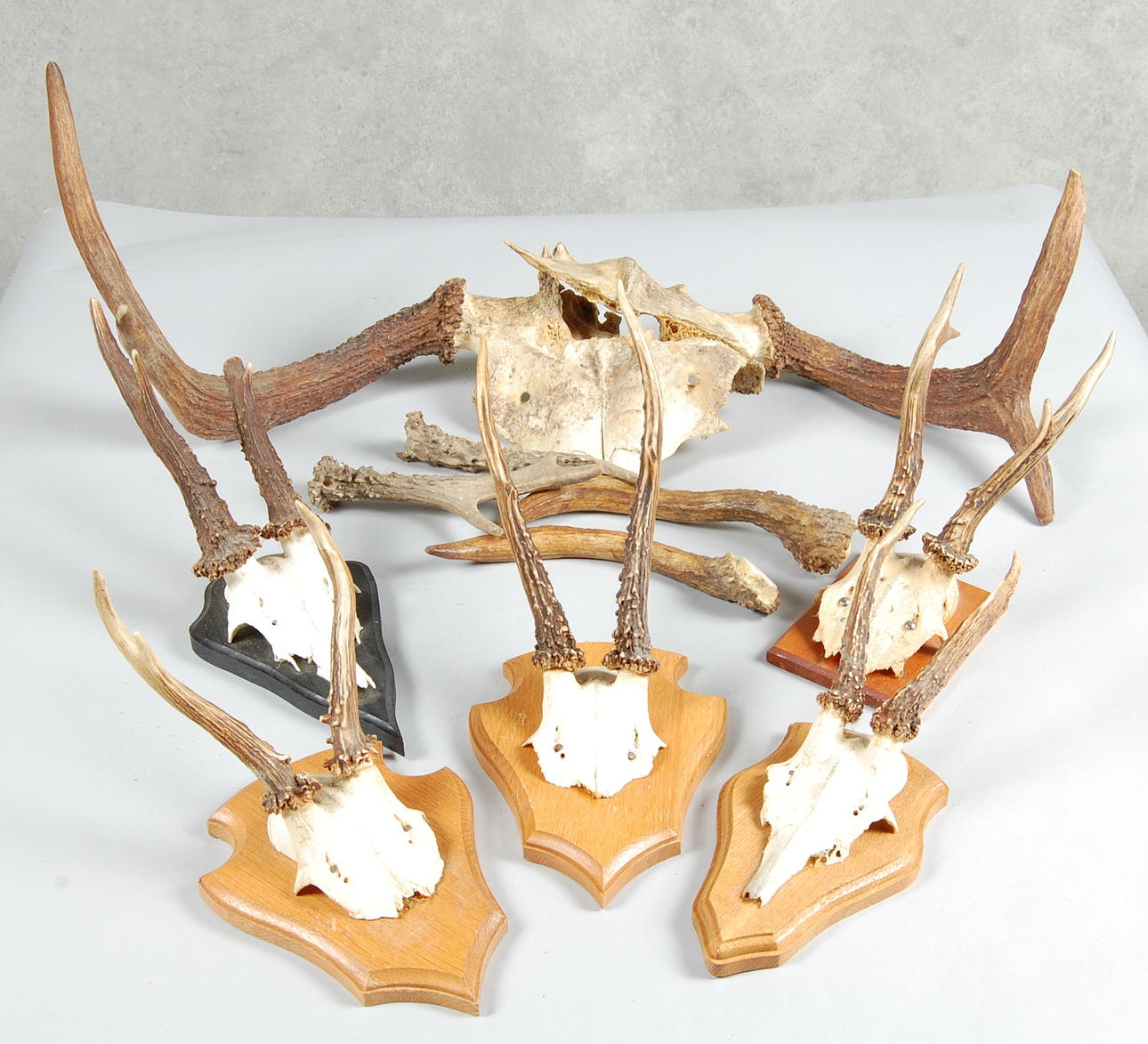 JAKTTROFEÉR, 10 delar, 1951-93.