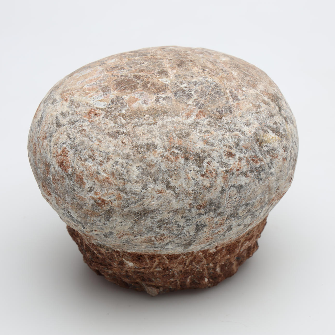 DINOSAURIEÄGG, fossil.