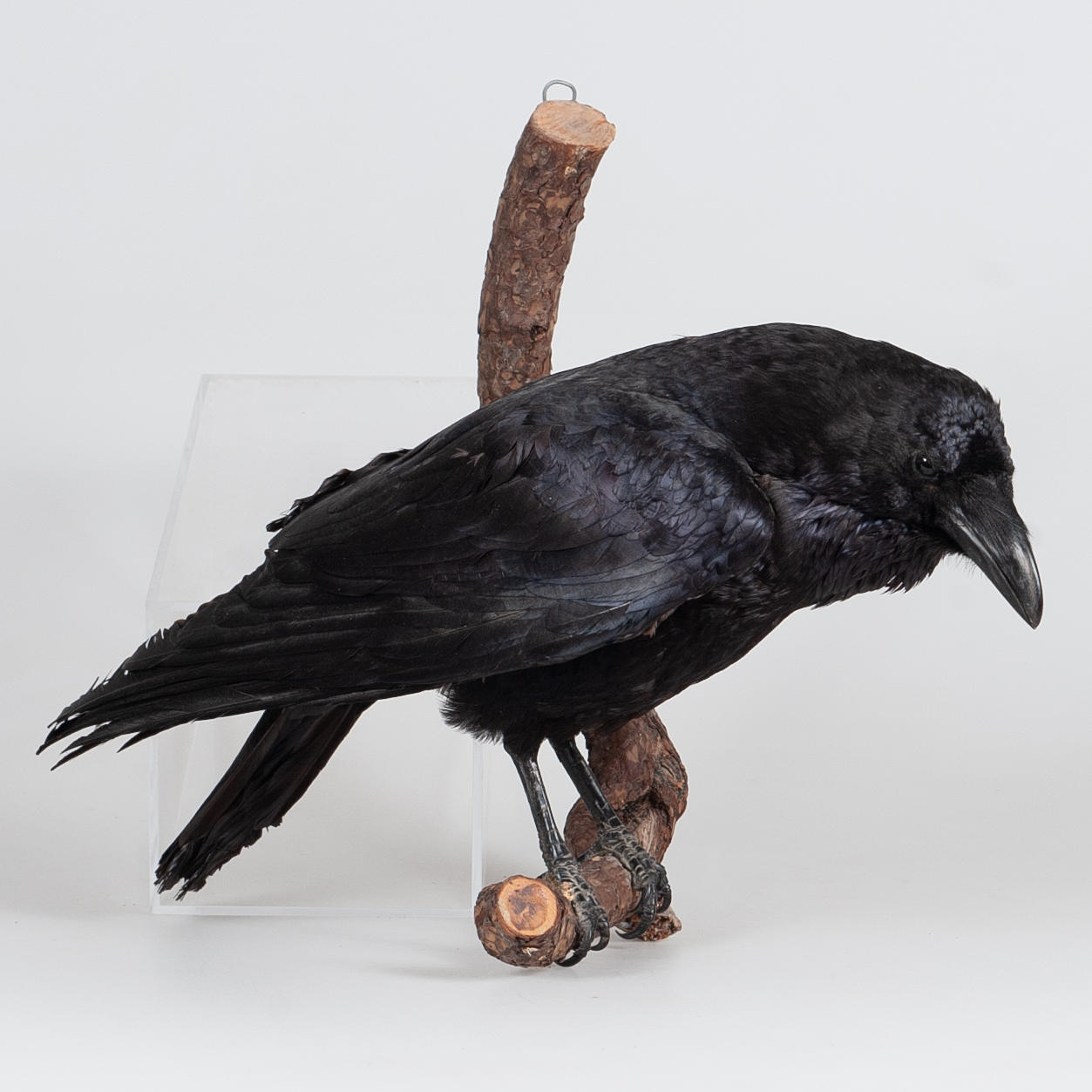 TAXIDERMIA, cuervo disecado.