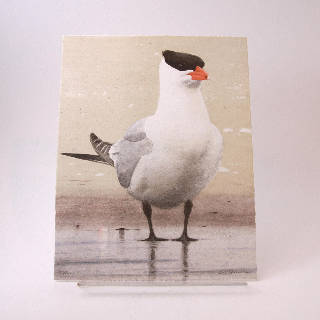 LARS JONSSON. Ön: Bilder Från En Sandrevel Bibliofilutgåva med originallitografier.