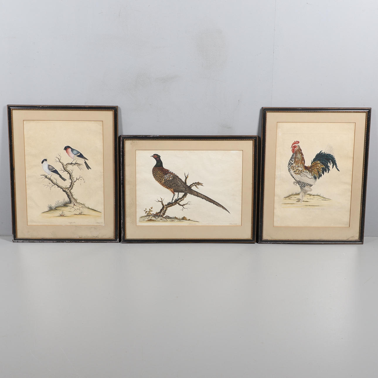 WILLIAM HAYES (1729-1799). PHEASANT; BULLFINCHES.