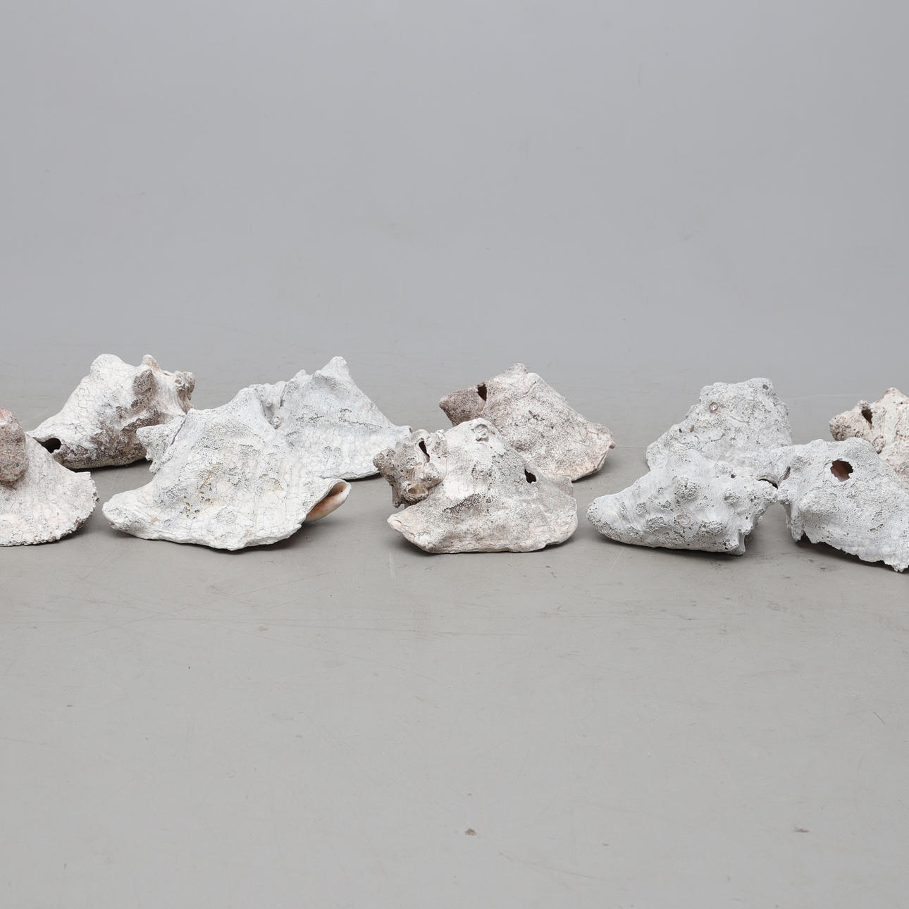 TRÄDGÅRDSSNÄCKOR, 12 st.