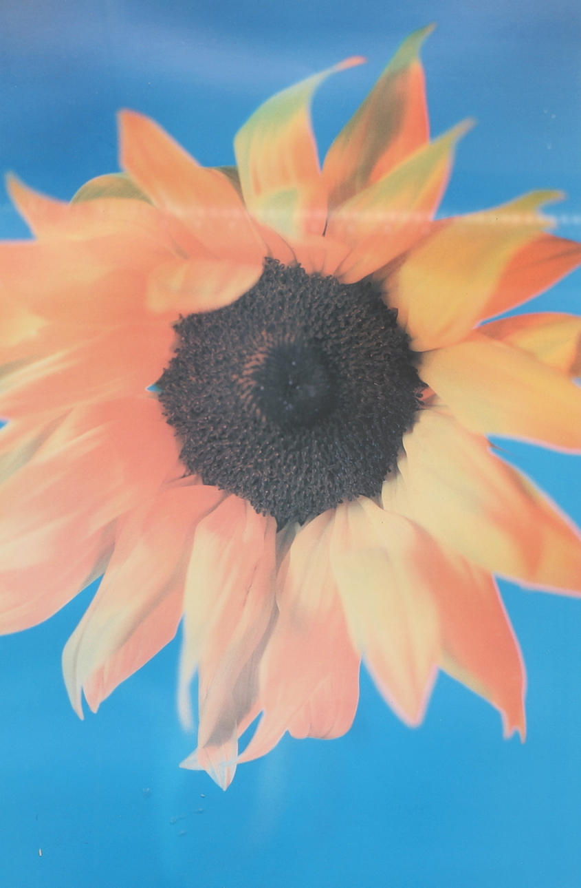 ANNE WORTHINGTON. Offset print, “Sunflower”.