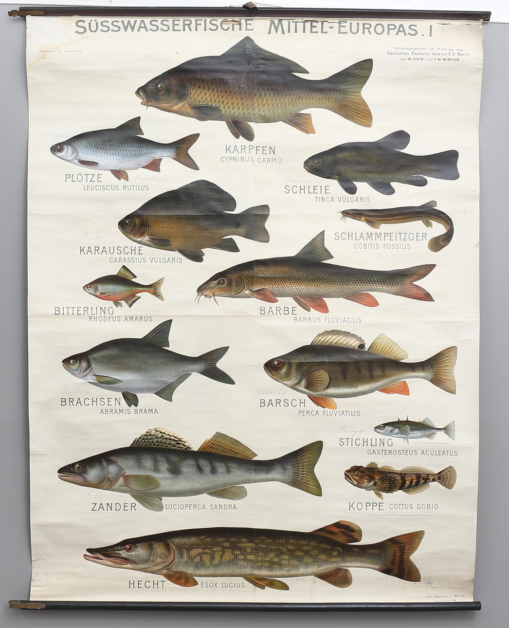 SKOLPLANSCH, Fiskar, 1900-tal.