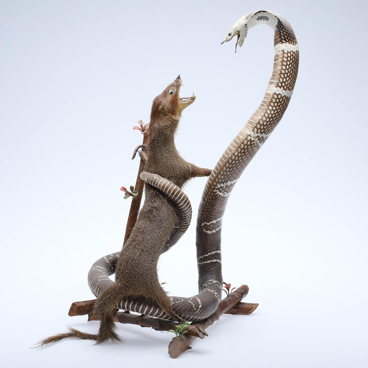 Installation, MUNGO UND KOBRA IM KAMPF.