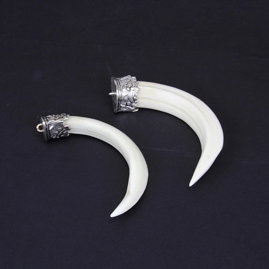 TO TIBETANSKE VILDSVIN STØDTÆNDER.