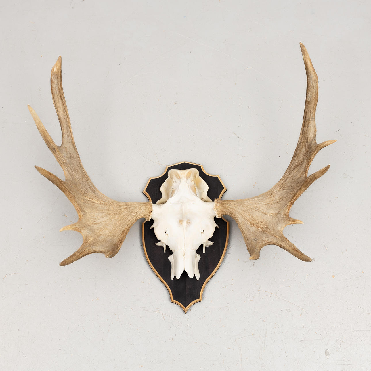 JAKTTROFÉ, älg, Jämtland, 1900-talets slut.