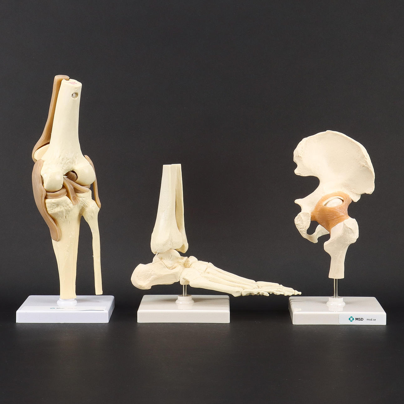 ANATOMISET MALLIT, 3 kpl, luuston osat, MSD, Ruotsi.