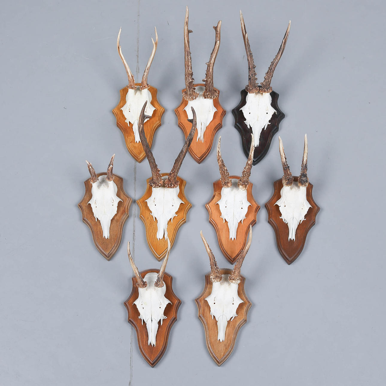 JAKTTROFÉER, 9 st, bockhorn, rådjur.