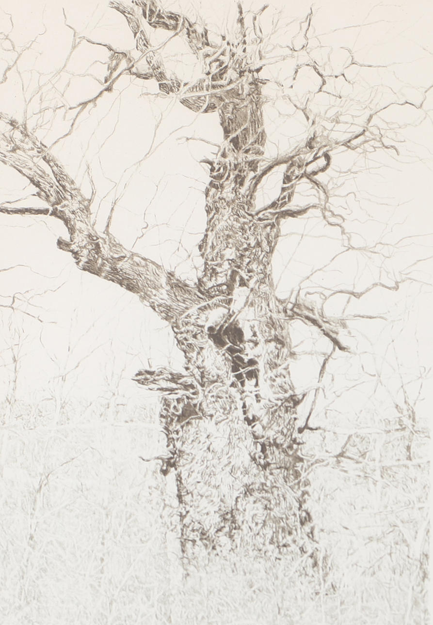BO HULTÉN. The tree, lithograph in colours, signed 95, 132/225.