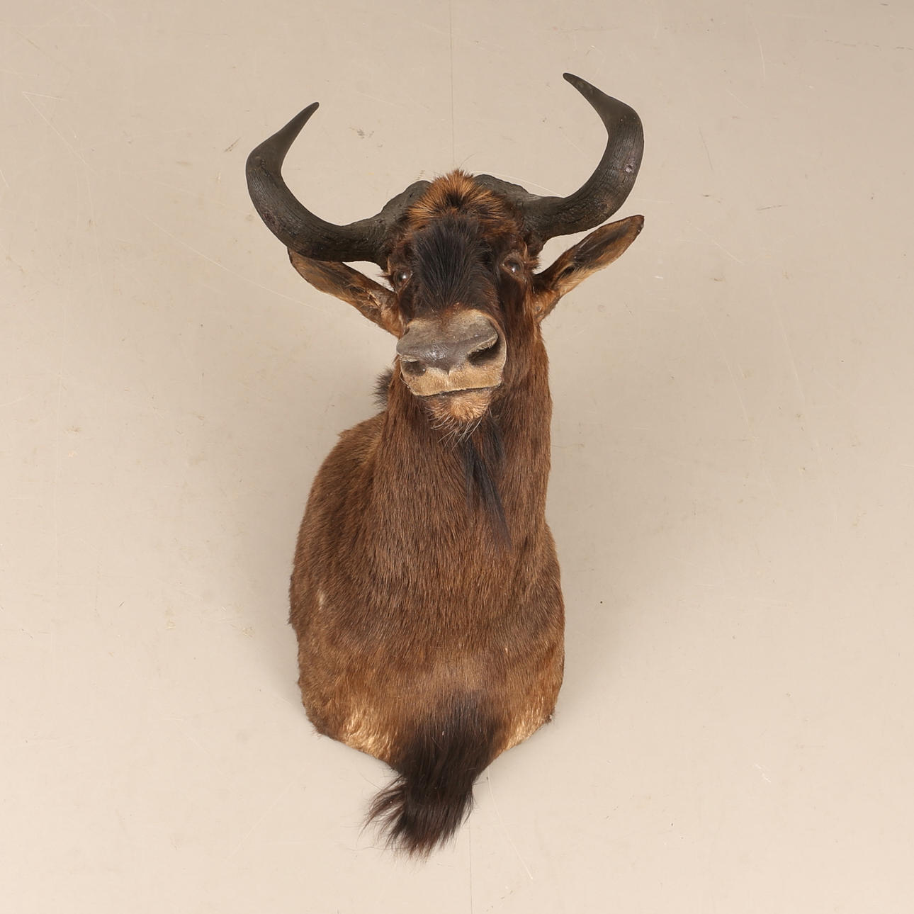 TROFEO, ñu de cola blanca.