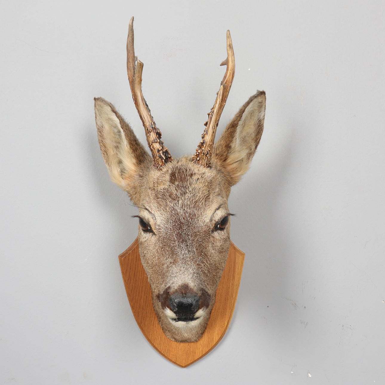 HUNTING TROPHÈ peuran pää.