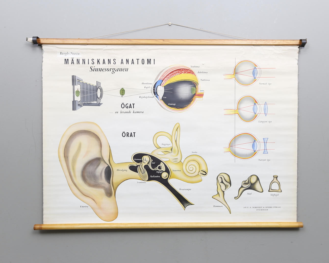 SKOLPLANSCH, "Sinnesorganen", Nordstedts Förlag.