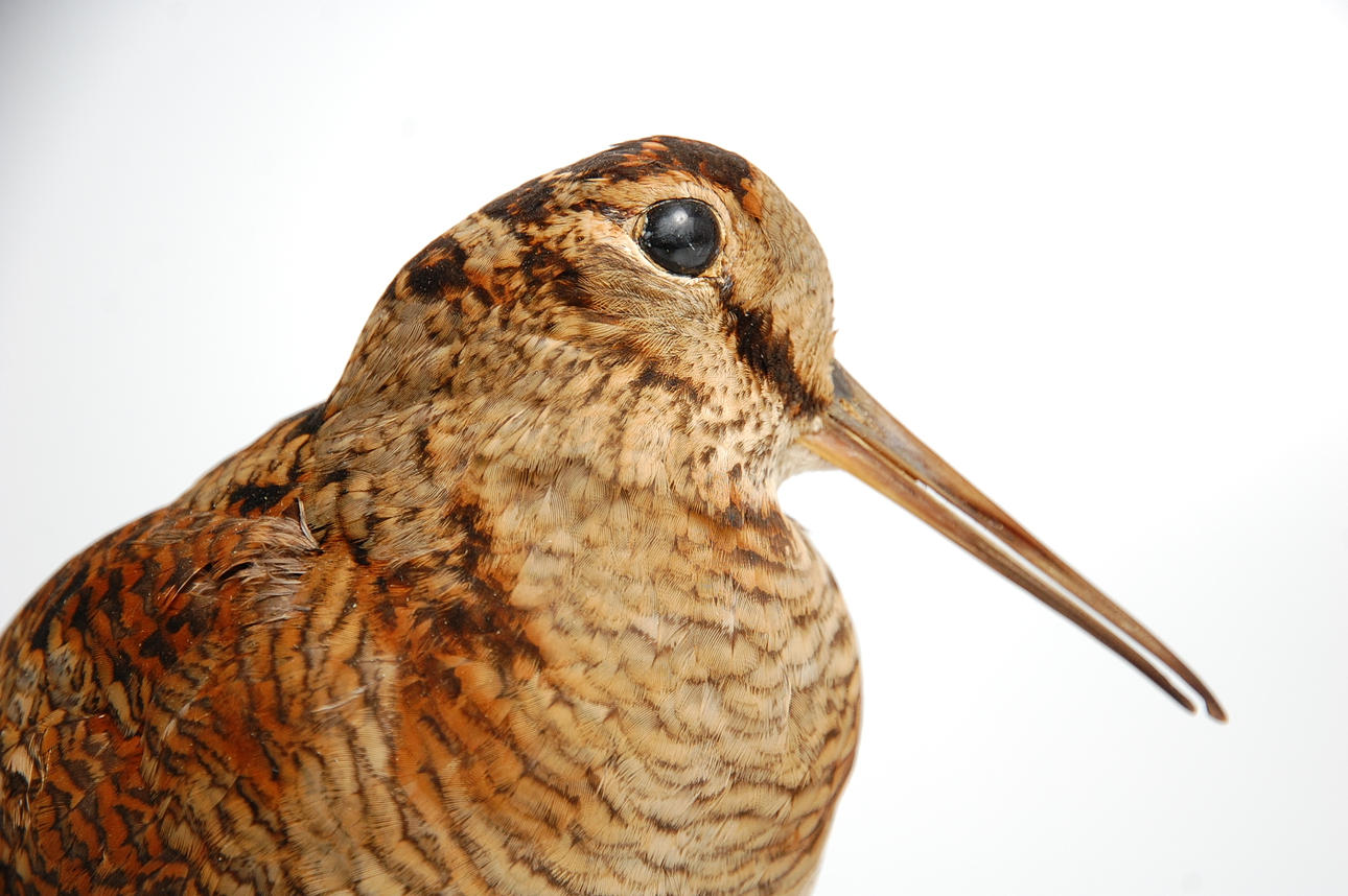 MORKULLA, uppstoppad.