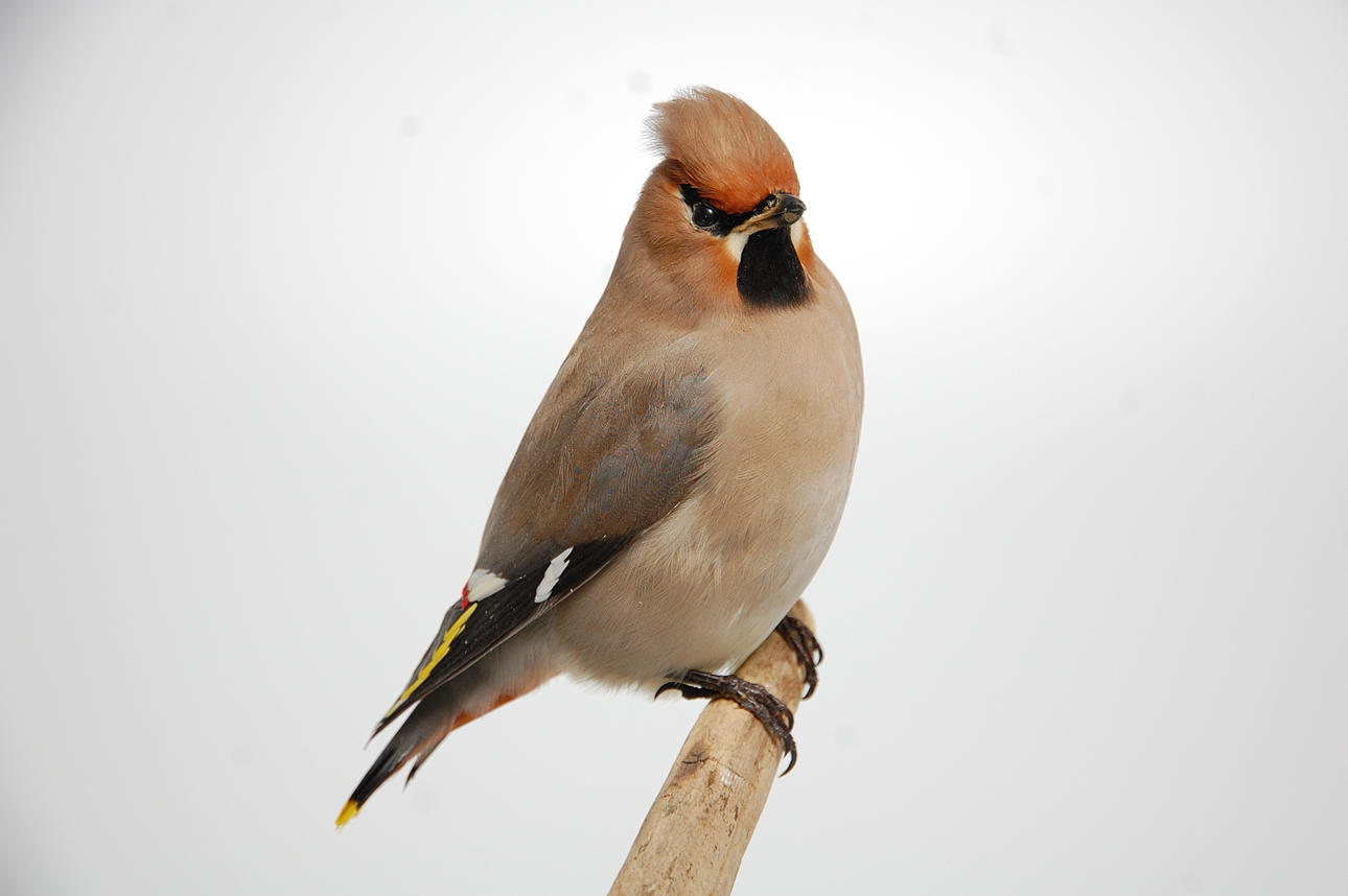 SIDENSVANS, uppstoppad.