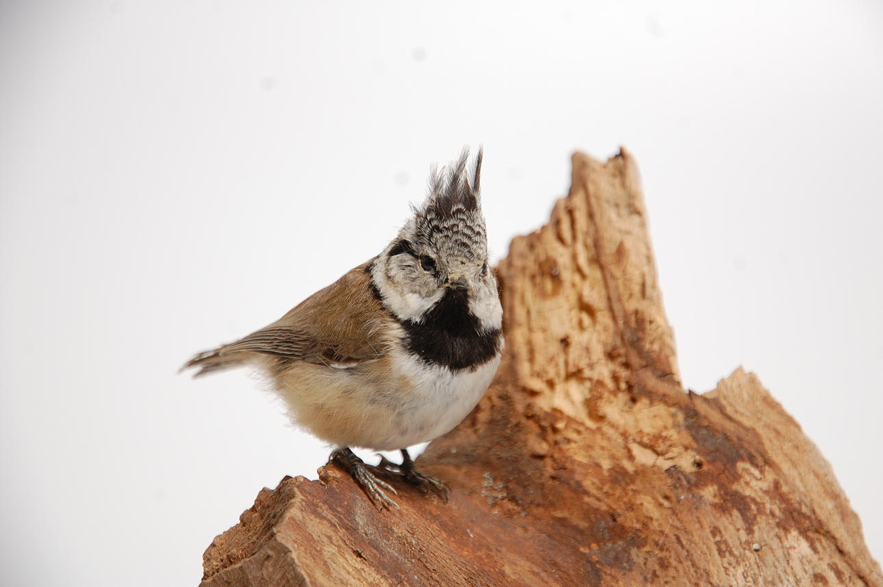 TOFSMES, uppstoppad.