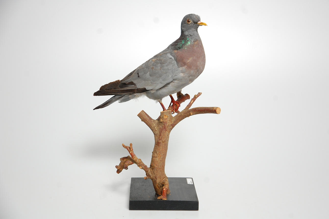 SKOGSDUVA, uppstoppad.