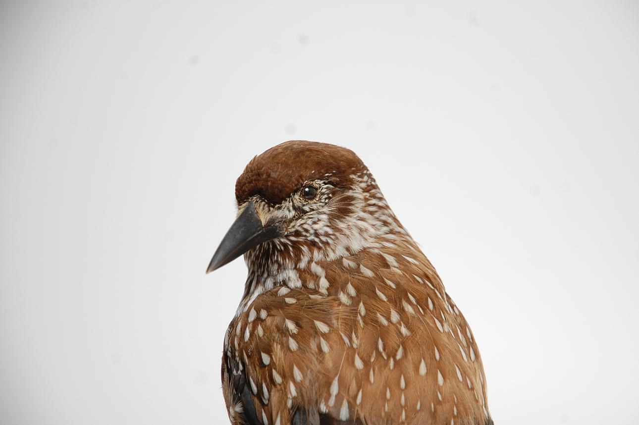 NÖTKRÅKA, uppstoppad.