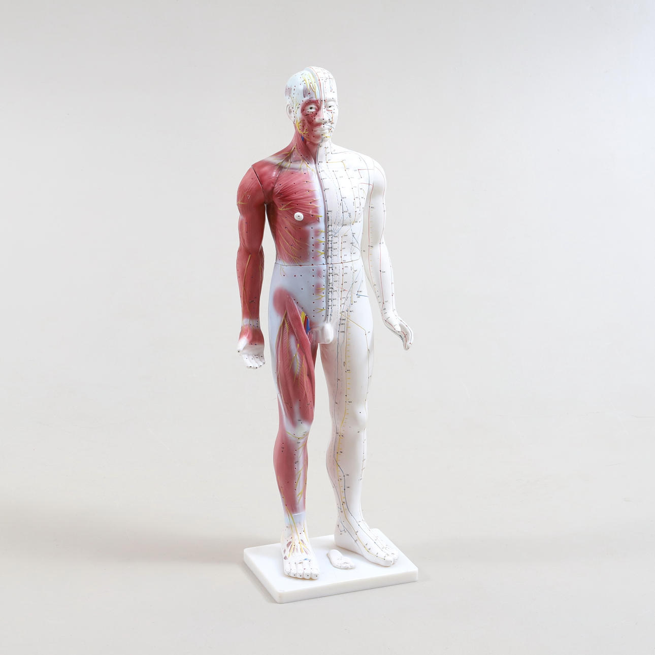 ANATOMISCHES MODELL AUS KUNSTSTOFF, 20. Jahrhundert.