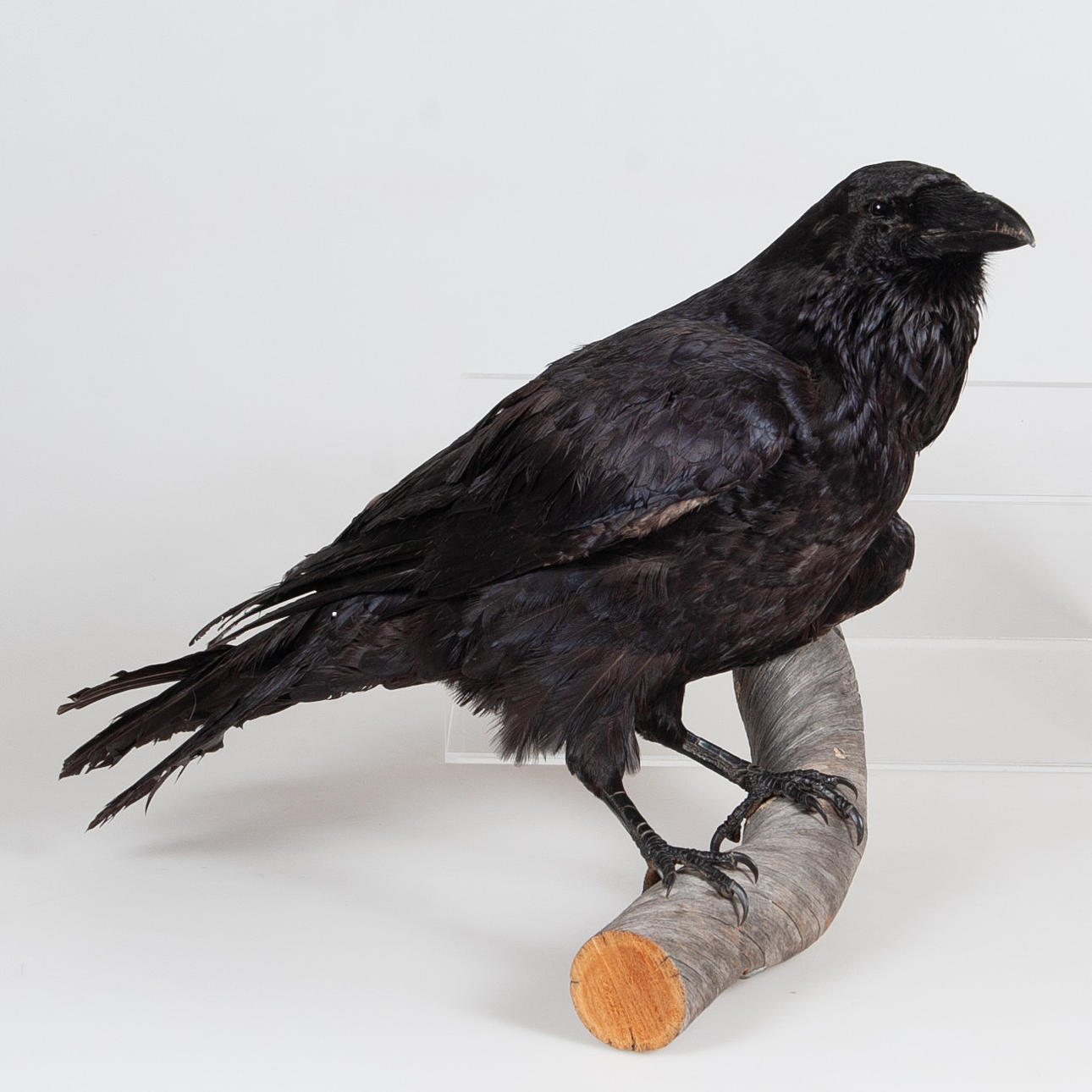 TAXIDERMIE, ausgestopfter Rabe.