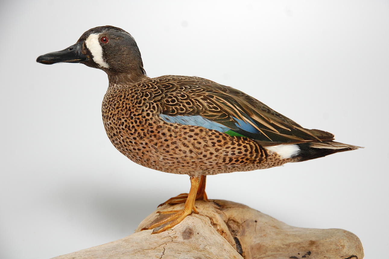 BLUE WINGED TEAL, uppstoppad.