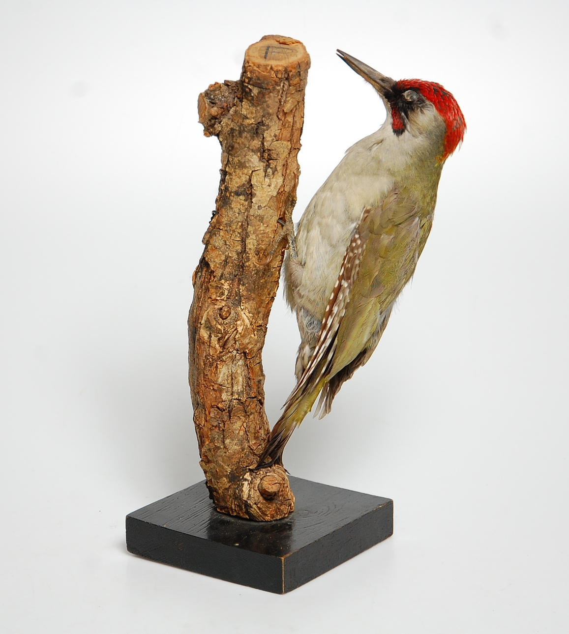 GRÖNGÖLING, uppstoppad.