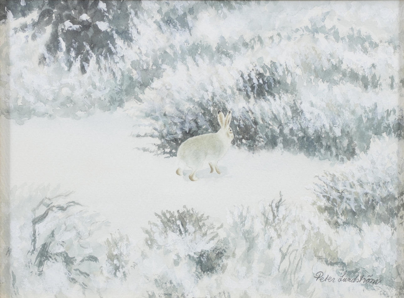 PETER LUNDSTRÖM. Winter hare, watercolour, signed.