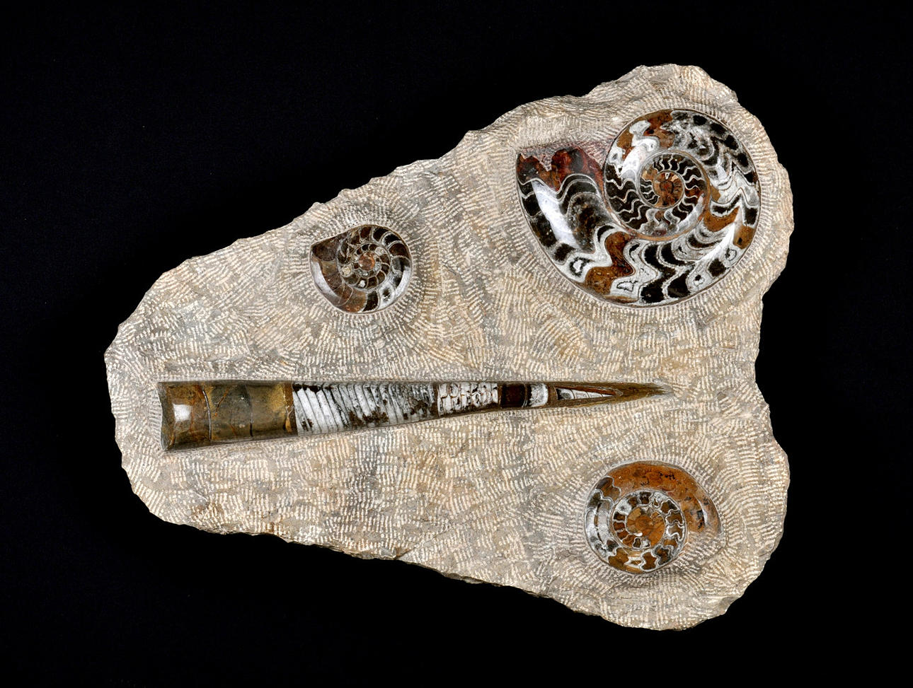 RELIEF MIT FOSSILIEN, VERSTEINERUNGEN. Ortocere och goniatiter på kalksten.