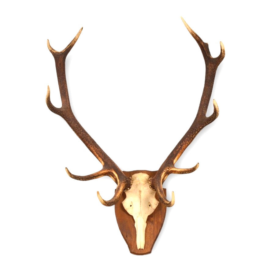 TROFEO, ciervo rojo.