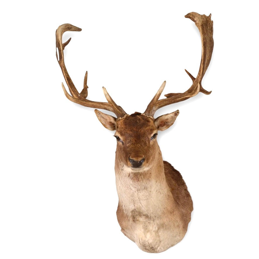 RØD HJORT/SKOVL, fyldt.