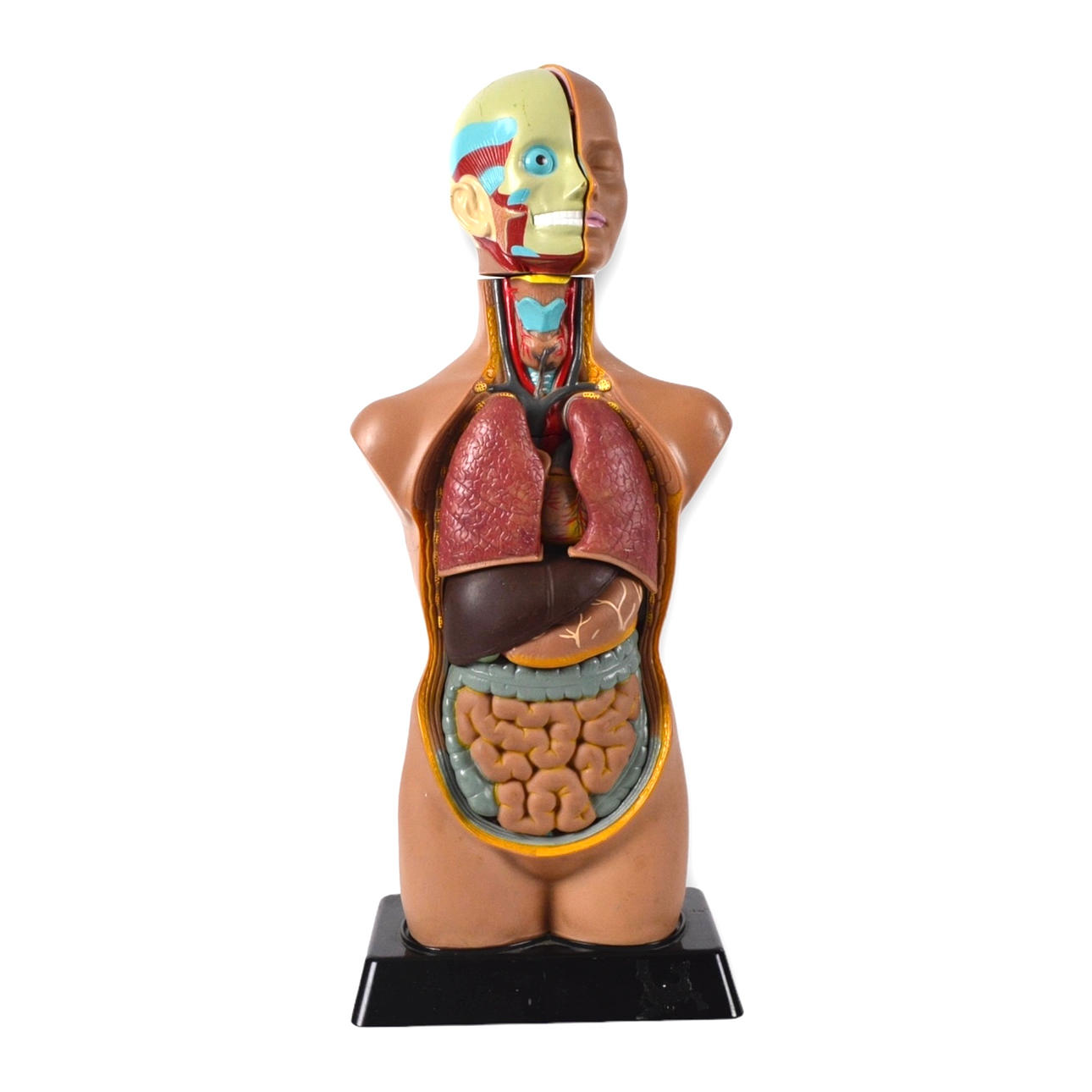 ANATOMISK MODELL, torso, plast, polykrommålad kropp med pluggbara organ.